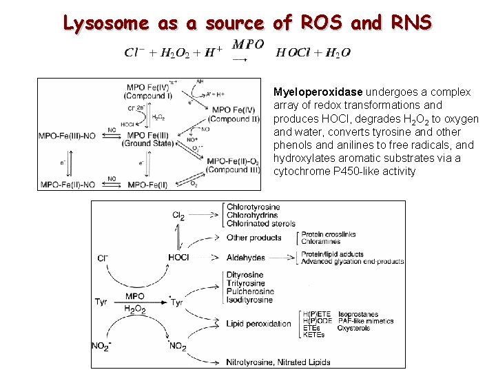 Lysosome as a source of ROS and RNS Myeloperoxidase undergoes a complex array of Lysosome as a source of ROS and RNS Myeloperoxidase undergoes a complex array of