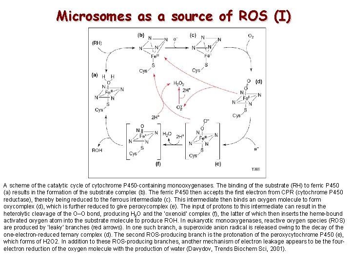 Microsomes as a source of ROS (I) A scheme of the catalytic cycle of Microsomes as a source of ROS (I) A scheme of the catalytic cycle of
