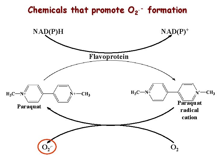 Chemicals that promote O 2. - formation NAD(P)H NAD(P)+ Flavoprotein Paraquat radical cation Paraquat Chemicals that promote O 2. - formation NAD(P)H NAD(P)+ Flavoprotein Paraquat radical cation Paraquat