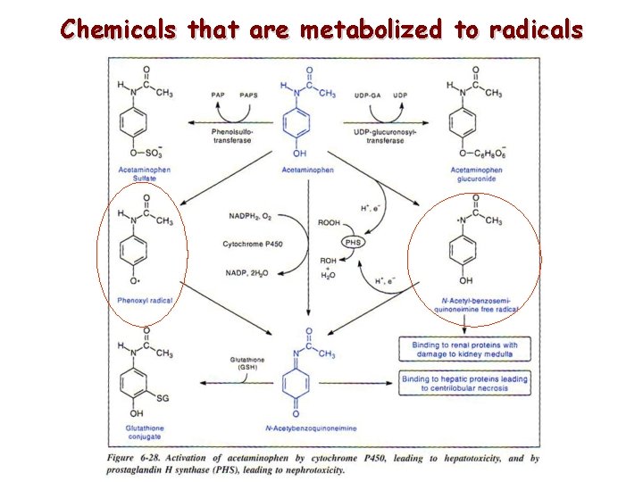 Chemicals that are metabolized to radicals Chemicals that are metabolized to radicals