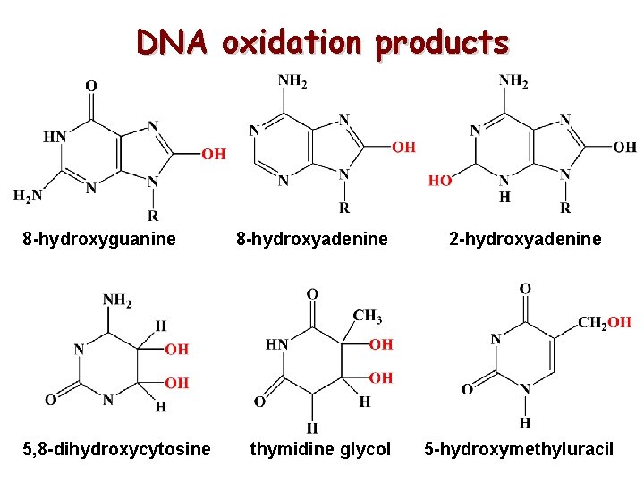 DNA oxidation products 8 -hydroxyguanine 5, 8 -dihydroxycytosine 8 -hydroxyadenine thymidine glycol 2 -hydroxyadenine DNA oxidation products 8 -hydroxyguanine 5, 8 -dihydroxycytosine 8 -hydroxyadenine thymidine glycol 2 -hydroxyadenine