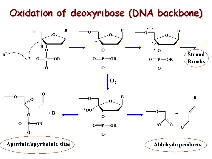 Oxidation of deoxyribose (DNA backbone) Strand Breaks O 2 +B Apurinic/apyriminic sites + Aldehyde Oxidation of deoxyribose (DNA backbone) Strand Breaks O 2 +B Apurinic/apyriminic sites + Aldehyde