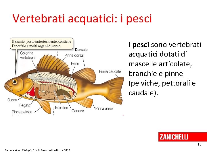 Vertebrati acquatici: i pesci I pesci sono vertebrati acquatici dotati di mascelle articolate, branchie