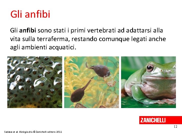 Gli anfibi sono stati i primi vertebrati ad adattarsi alla vita sulla terraferma, restando