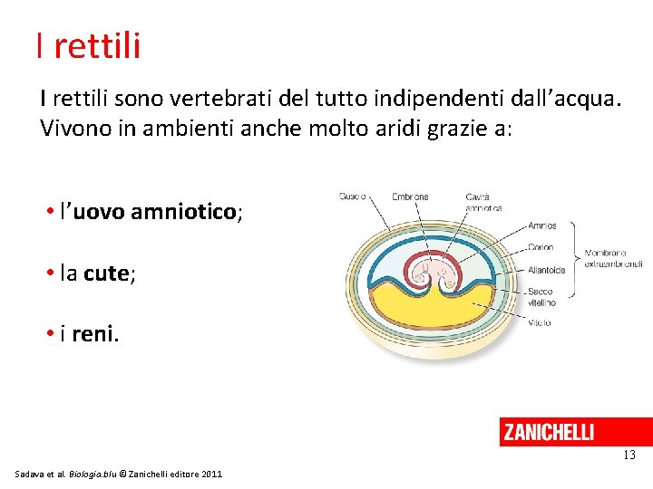 I rettili sono vertebrati del tutto indipendenti dall’acqua. Vivono in ambienti anche molto aridi