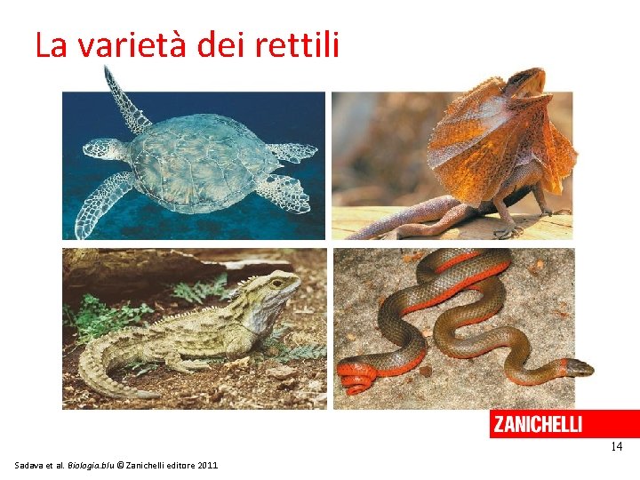La varietà dei rettili 14 Sadava et al. Biologia. blu © Zanichelli editore 2011 La varietà dei rettili 14 Sadava et al. Biologia. blu © Zanichelli editore 2011