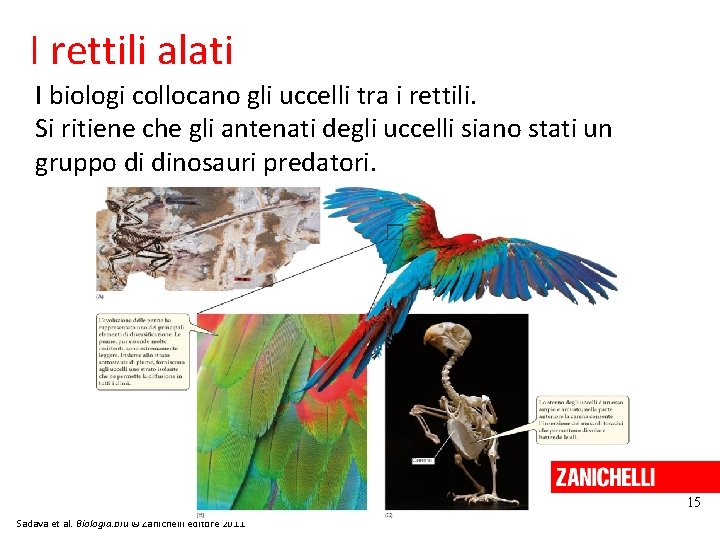 I rettili alati I biologi collocano gli uccelli tra i rettili. Si ritiene che I rettili alati I biologi collocano gli uccelli tra i rettili. Si ritiene che