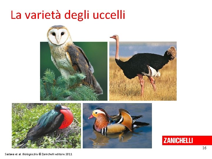 La varietà degli uccelli 16 Sadava et al. Biologia. blu © Zanichelli editore 2011