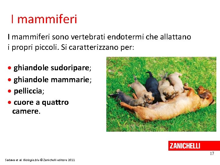 I mammiferi sono vertebrati endotermi che allattano i propri piccoli. Si caratterizzano per: ghiandole