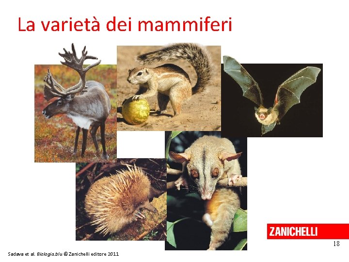La varietà dei mammiferi 18 Sadava et al. Biologia. blu © Zanichelli editore 2011 La varietà dei mammiferi 18 Sadava et al. Biologia. blu © Zanichelli editore 2011