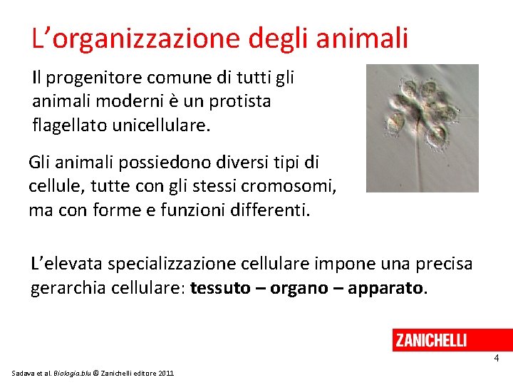 L’organizzazione degli animali Il progenitore comune di tutti gli animali moderni è un protista