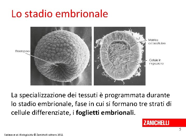 Lo stadio embrionale La specializzazione dei tessuti è programmata durante lo stadio embrionale, fase