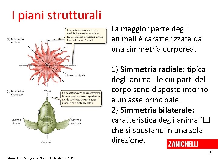 I piani strutturali La maggior parte degli animali è caratterizzata da una simmetria corporea.