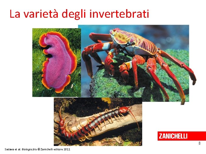 La varietà degli invertebrati 8 Sadava et al. Biologia. blu © Zanichelli editore 2011