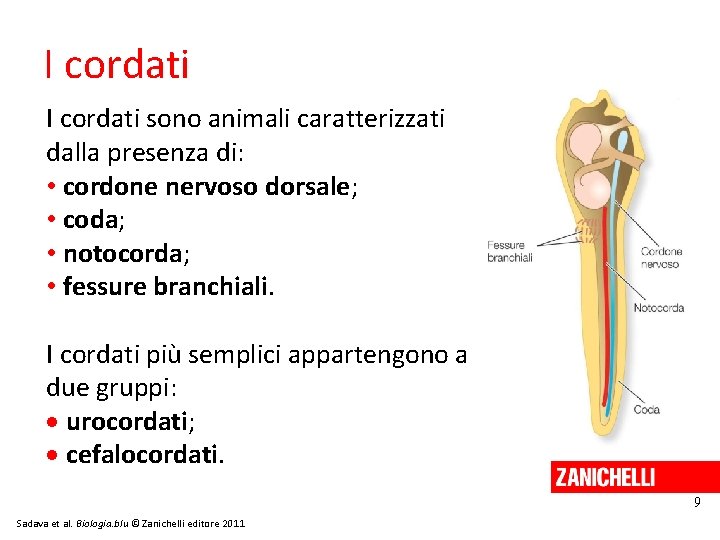 I cordati sono animali caratterizzati dalla presenza di: • cordone nervoso dorsale; • coda;