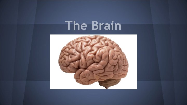 The Brain 