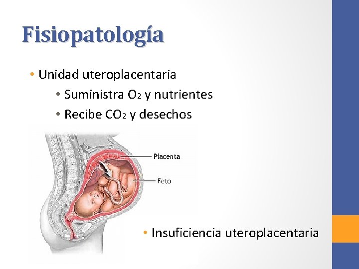 Fisiopatología • Unidad uteroplacentaria • Suministra O 2 y nutrientes • Recibe CO 2
