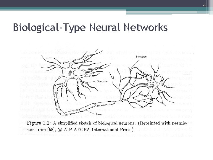 4 Biological-Type Neural Networks 