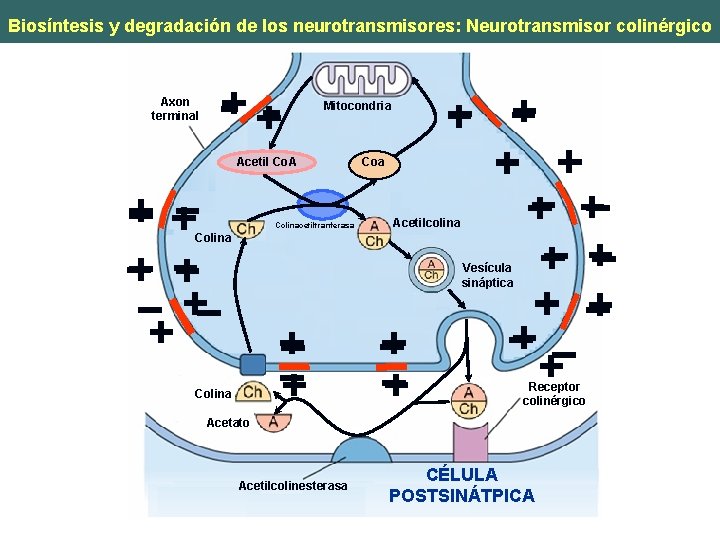 Biosíntesis y degradación de los neurotransmisores: Neurotransmisor colinérgico Axon terminal Mitocondria Acetil Co. A