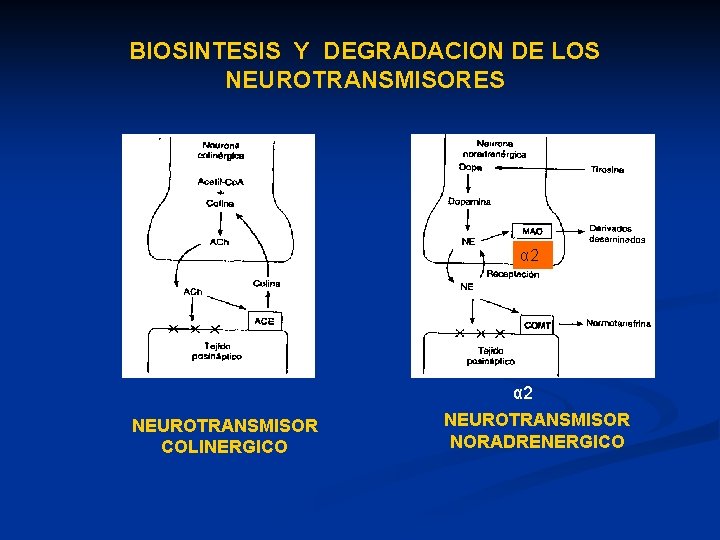 BIOSINTESIS Y DEGRADACION DE LOS NEUROTRANSMISORES α 2 NEUROTRANSMISOR COLINERGICO NEUROTRANSMISOR NORADRENERGICO 