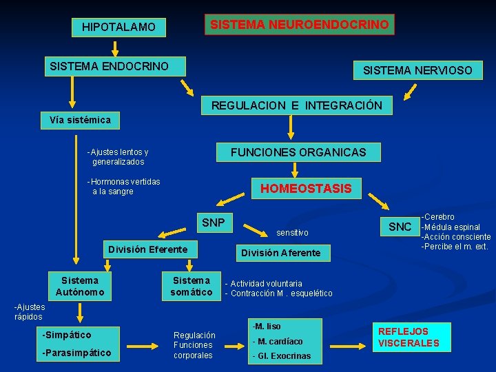 SISTEMA NEUROENDOCRINO HIPOTALAMO SISTEMA ENDOCRINO SISTEMA NERVIOSO REGULACION E INTEGRACIÓN Vía sistémica FUNCIONES ORGANICAS