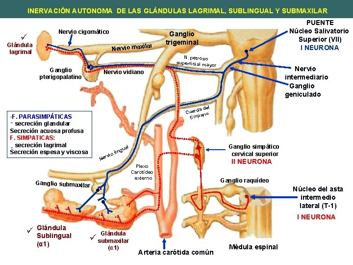INERVACIÓN AUTONOMA DE LAS GLÁNDULAS LAGRIMAL, SUBLINGUAL Y SUBMAXILAR ü Nervio cigomático Glándula lagrimal
