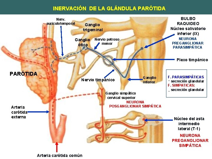 INERVACIÓN DE LA GLÁNDULA PARÓTIDA Nerv. auriculotemporal BULBO RAQUIDEO Núcleo salivatorio inferior (IX) Ganglio
