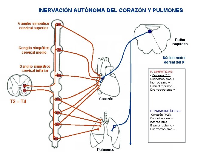 INERVACIÓN AUTÓNOMA DEL CORAZÓN Y PULMONES Ganglio simpático cervical superior Bulbo raquídeo Ganglio simpático