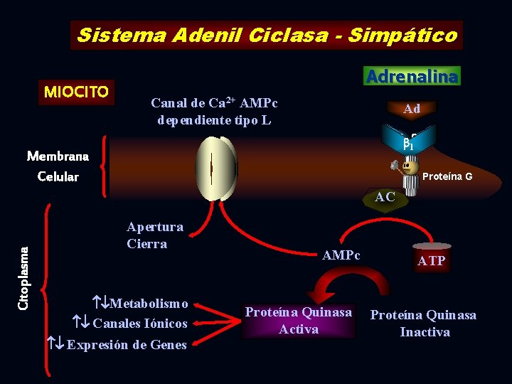 Sistema Adenil Ciclasa - Simpático MIOCITO Adrenalina Canal de Ca 2+ AMPc dependiente tipo