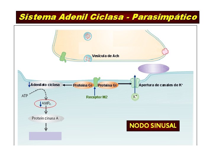 Sistema Adenil Ciclasa - Parasimpático Vesícula de Ach Adenilato ciclasa Proteina Gi Apertura de