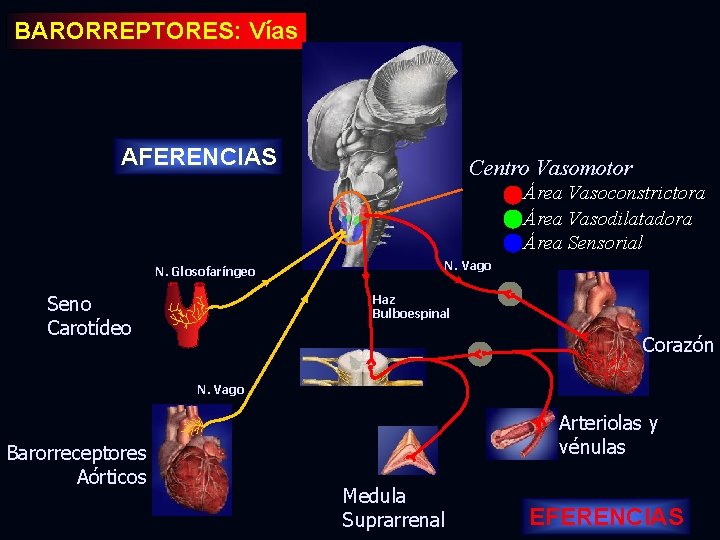 BARORREPTORES: Vías AFERENCIAS Centro Vasomotor Área Vasoconstrictora Área Vasodilatadora Área Sensorial N. Glosofaríngeo Seno