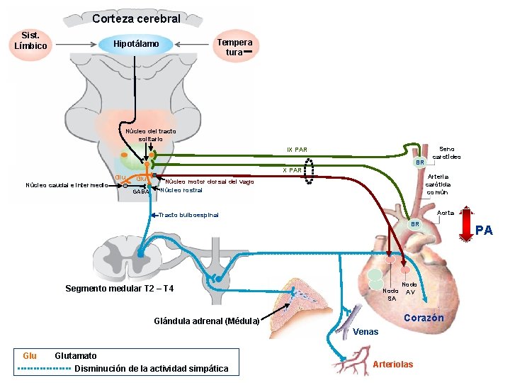 Corteza cerebral Sist. Límbico Tempera tura Hipotálamo Núcleo del tracto solitario IX PAR BR