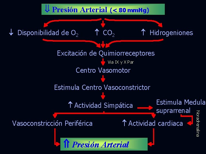  Presión Arterial Disponibilidad de O 2 (< 80 mm. Hg) CO 2 Hidrogeniones