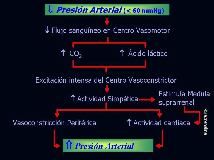  Presión Arterial (< 60 mm. Hg) Flujo sanguíneo en Centro Vasomotor CO 2