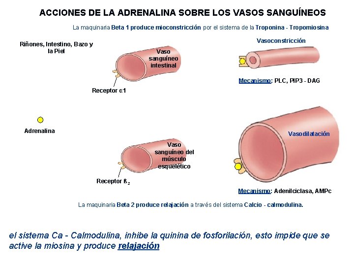 ACCIONES DE LA ADRENALINA SOBRE LOS VASOS SANGUÍNEOS La maquinaria Beta 1 produce mioconstricción