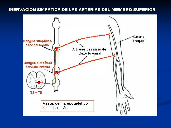 INERVACIÓN SIMPÁTICA DE LAS ARTERIAS DEL MIEMBRO SUPERIOR Arteria braquial Ganglio simpático cervical medio