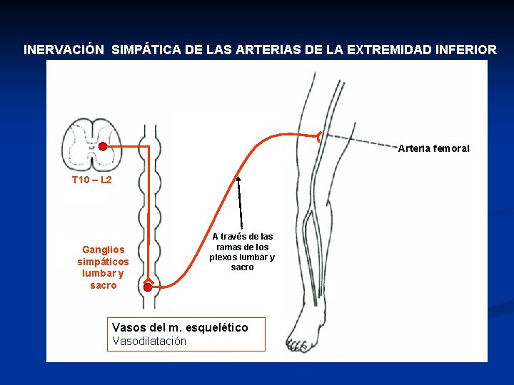 INERVACIÓN SIMPÁTICA DE LAS ARTERIAS DE LA EXTREMIDAD INFERIOR Arteria femoral T 10 –