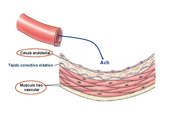 Célula endotelial Tejido conectivo elástico Músculo liso vascular Ach 