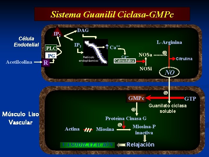 Sistema Guanilil Ciclasa-GMPc Célula Endotelial Acetilcolina IP 2 PLC PG R DAG IP 3