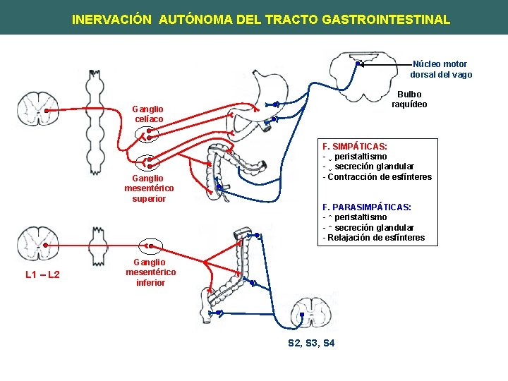INERVACIÓN AUTÓNOMA DEL TRACTO GASTROINTESTINAL Núcleo motor dorsal del vago Bulbo raquídeo Ganglio celíaco
