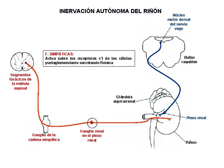 INERVACIÓN AUTÓNOMA DEL RIÑÓN F. SIMPÁTICAS: Actua sobre los receptores α 1 de las