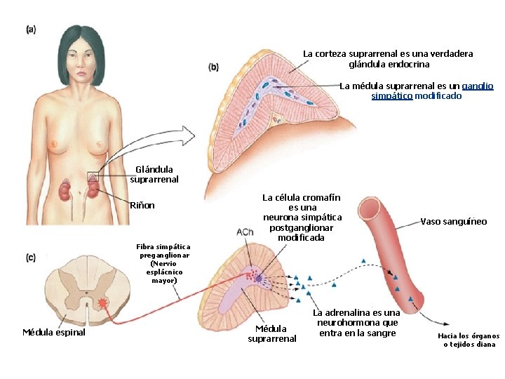 La corteza suprarrenal es una verdadera glándula endocrina La médula suprarrenal es un ganglio