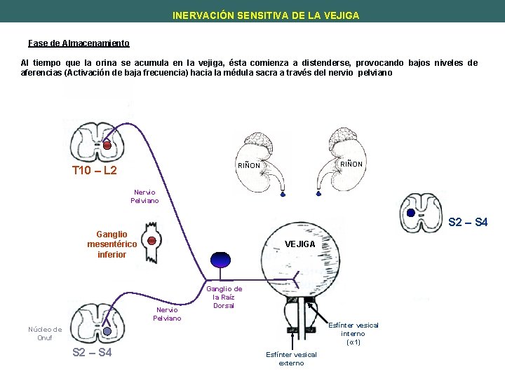 INERVACIÓN SENSITIVA DE LA VEJIGA Fase de Almacenamiento Al tiempo que la orina se