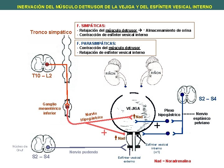 INERVACIÓN DEL MÚSCULO DETRUSOR DE LA VEJIGA Y DEL ESFÍNTER VESICAL INTERNO Tronco simpático