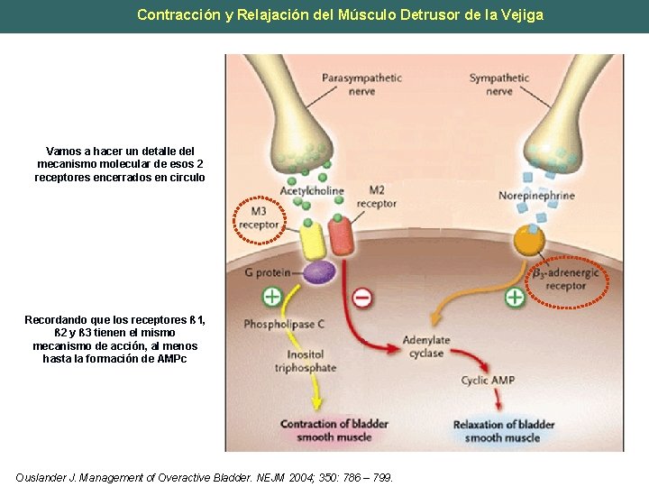 Contracción y Relajación del Músculo Detrusor de la Vejiga Vamos a hacer un detalle