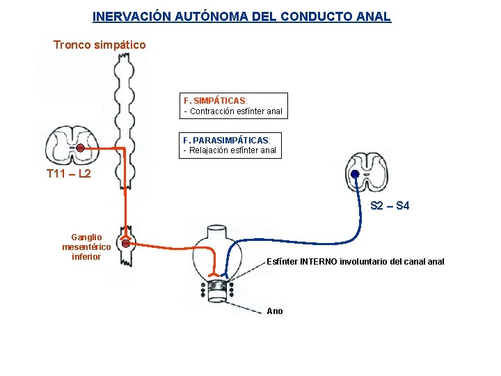 INERVACIÓN AUTÓNOMA DEL CONDUCTO ANAL Tronco simpático F. SIMPÁTICAS: - Contracción esfínter anal F.