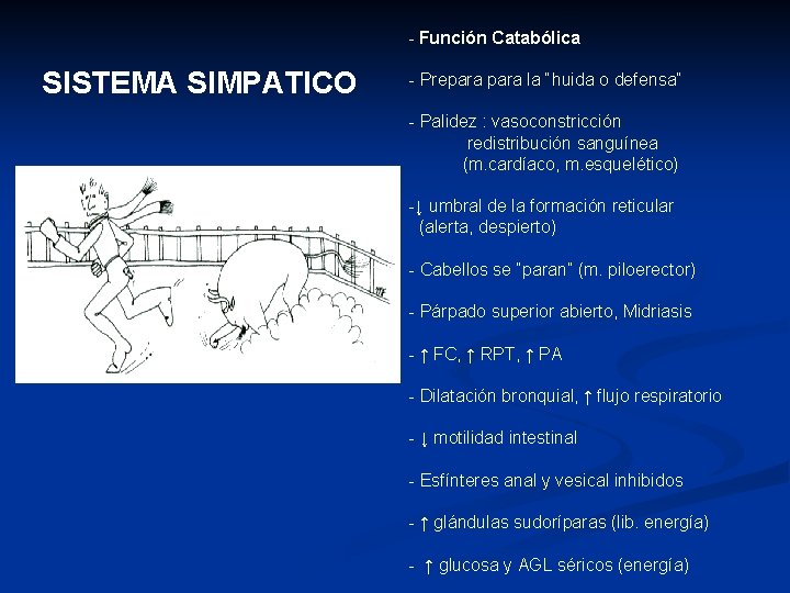 - Función Catabólica SISTEMA SIMPATICO - Prepara la “huida o defensa” - Palidez :