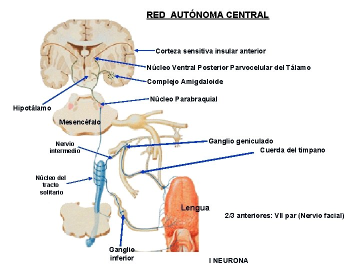 RED AUTÓNOMA CENTRAL Corteza sensitiva insular anterior Núcleo Ventral Posterior Parvocelular del Tálamo Complejo