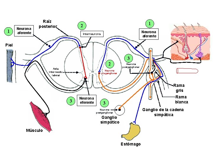 1 Neurona aferente Raíz posterior 1 2 Neurona aferente Interneurona Piel 3 2 Asta