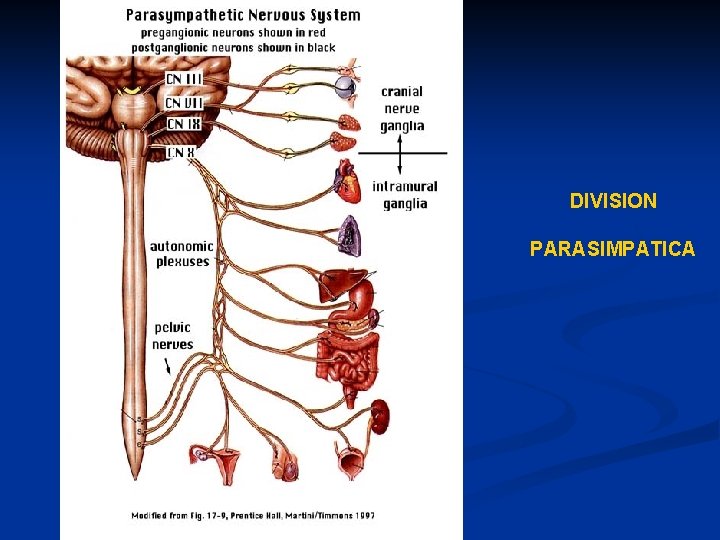 DIVISION PARASIMPATICA 